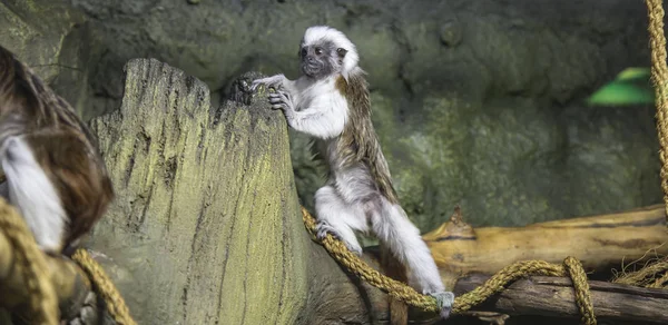 Large Image Small Brown Monkey Closeup — Stock Photo, Image