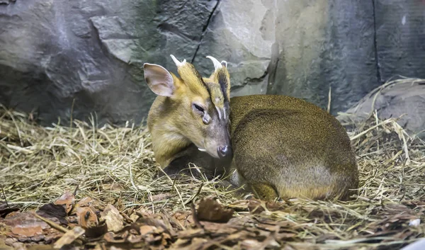 Королівський Антилопи Neotragus Pygmaeus Західноафриканських Антилопи Була Визнана Антилопи Найменший — стокове фото