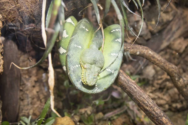 Emerald Boom Boa Closeup — Stockfoto