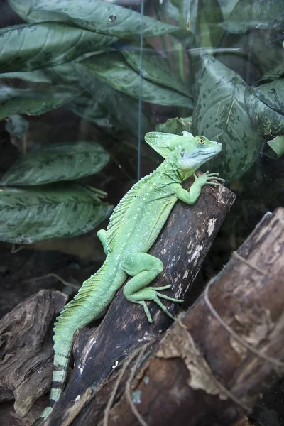 Der Gemeine Basilisk Basiliscus Basiliscus Ist Eine Eidechsenart Aus Der — Stockfoto