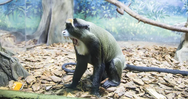 Velký Obrázek Malé Hnědé Opice Closeup — Stock fotografie