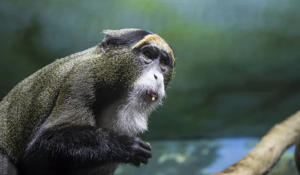 Gran Imagen Pequeño Mono Marrón Primer Plano — Foto de Stock