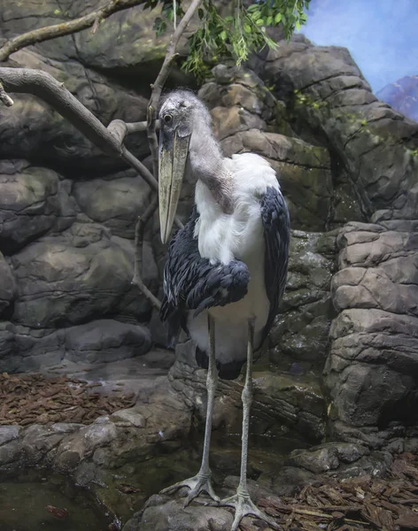 Marabou Storch Leptoptilos Crumenifer Großer Watvogel Aus Der Storchenfamilie Ciconiidae — Stockfoto