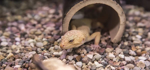 Leopar Gecko Eublepharis Macularius Olan Bir Cathemeral Zemin Konut Kertenkele — Stok fotoğraf