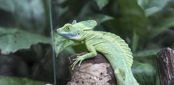 Common Basilisk Basiliscus Basiliscus Species Lizard Family Corytophanidae — Stock Photo, Image