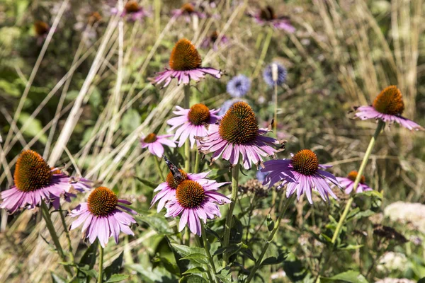 Fermer Fleurs Sur Une Journée Ensoleillée Été Fond Naturel Echinacea — Photo