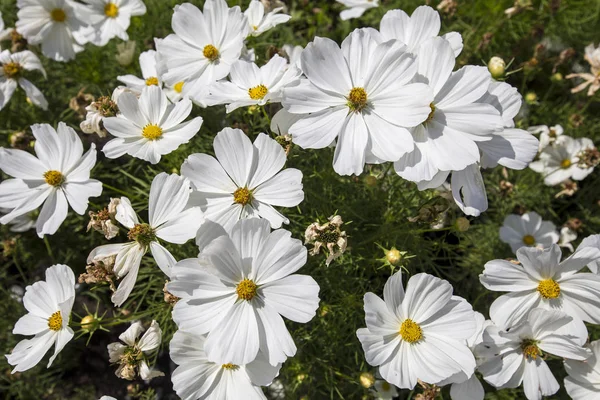 Close Flowers Sunny Summer Day Natural Background — Stock Photo, Image