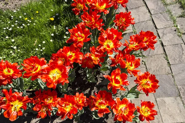 Fermer Fleurs Tulipes Par Une Journée Ensoleillée Été Fond Naturel — Photo