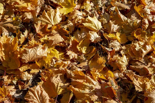 Colored Autumnal Maple Leaves — Stock Photo, Image