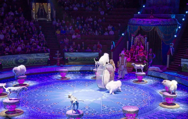 Moscow Rússia Julho 2019 Apresentação Mostrar Moscow State Circus Big — Fotografia de Stock