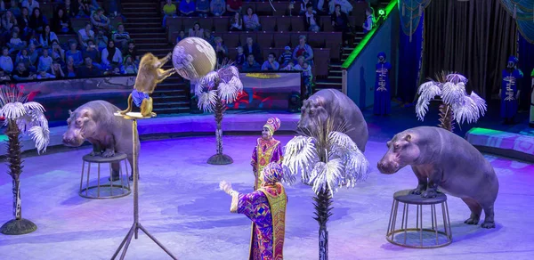 Moscow Rússia Julho 2019 Apresentação Mostrar Moscow State Circus Big — Fotografia de Stock