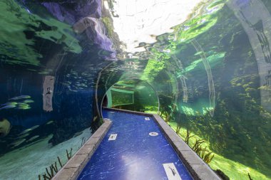Moscow, Rusya Federasyonu Mayıs 29 2017: Oceanarium Crocus City iç, balık ve dünyanın her yerinden diğer hayvanların 5000 türleri üzerinde. Moscow, Rusya Federasyonu. 