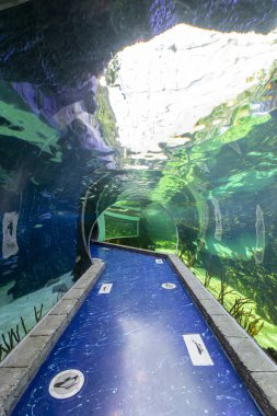 Moscow, Rusya Federasyonu Mayıs 29 2017: Oceanarium Crocus City iç, balık ve dünyanın her yerinden diğer hayvanların 5000 türleri üzerinde. Moscow, Rusya Federasyonu. 