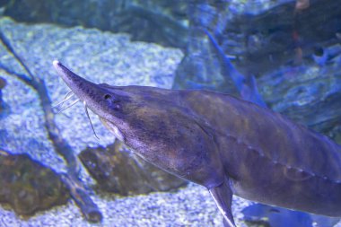 vahşi balık içinde büyük bir güzel akvaryum