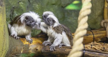 Siyah ve beyaz Colobus maymunlar (Colobus guereza), çekim   