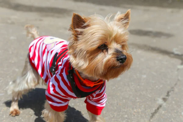 Yorkshire Terrier Sağlıklı Safkan Köpek Güneşli Bir Gün Doğada Açık — Stok fotoğraf