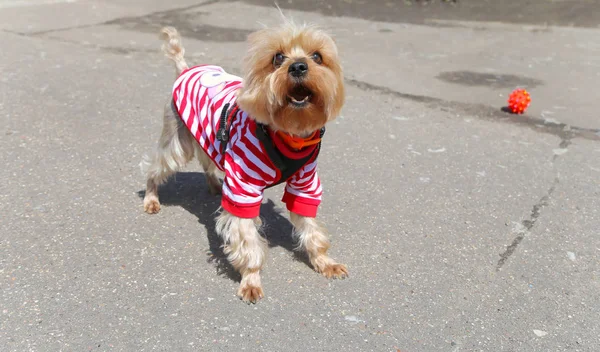 Yorkshire Terrier Sağlıklı Safkan Köpek Güneşli Bir Gün Doğada Açık — Stok fotoğraf