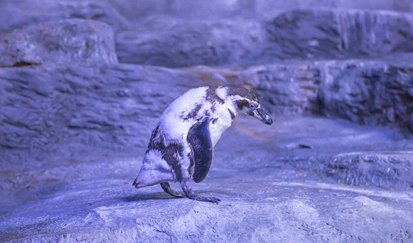Bir Güney Amerika Penguen Humboldt Pengueni Spheniscus Humboldti Perulu Penguen — Stok fotoğraf