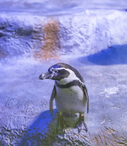 Der Humboldt Pinguin Spheniscus Humboldti Peruanischer Pinguin Oder Patranca Ist — Stockfoto