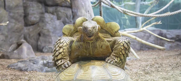 Großes Bild Eines Kopfes Einer Sehr Großen Schildkröte — Stockfoto