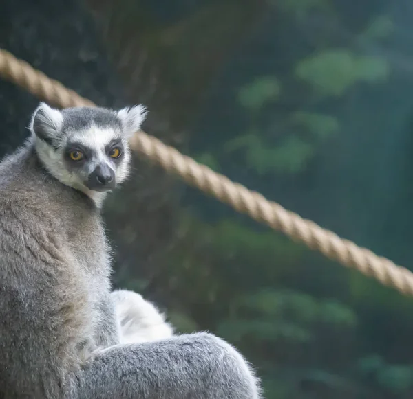 Lémurien Queue Cerclée Lemur Catta Gros Plan — Photo