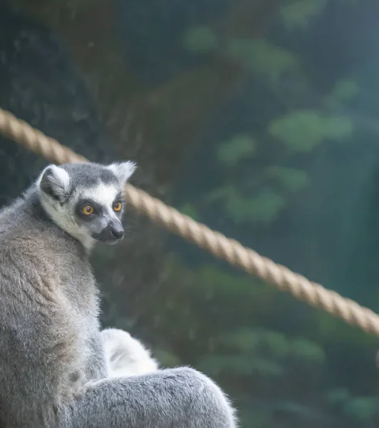 Lémurien Queue Cerclée Lemur Catta Gros Plan — Photo