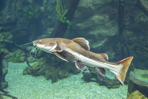Wild Fish Huge Beautiful Aquarium — Stock Photo, Image