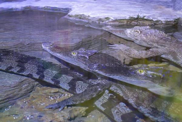 Grandes Crocodilos Debaixo Água Close — Fotografia de Stock