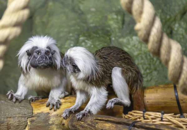 Zwarte Witte Colobus Apen Colobus Guereza Close — Stockfoto