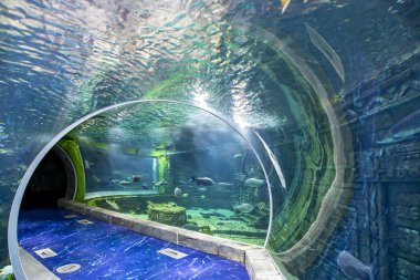 Moskova, Rusya-Temmuz 23, 2018: Oceanarium Crocus City iç, balık ve dünyanın her yerinden diğer hayvanların 5000 türleri üzerinde. Moscow, Rusya Federasyonu