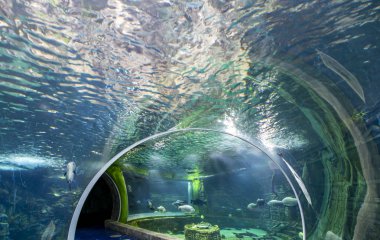 Moskova, Rusya-Temmuz 23, 2018: Oceanarium Crocus City iç, balık ve dünyanın her yerinden diğer hayvanların 5000 türleri üzerinde. Moscow, Rusya Federasyonu