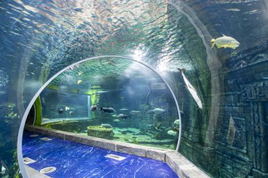 Moskova, Rusya-Temmuz 23, 2018: Oceanarium Crocus City iç, balık ve dünyanın her yerinden diğer hayvanların 5000 türleri üzerinde. Moscow, Rusya Federasyonu