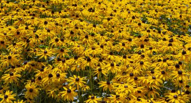 Yakın çiçekler (Ekinezya) güneşli bir yaz gününde, Doğal arka plan