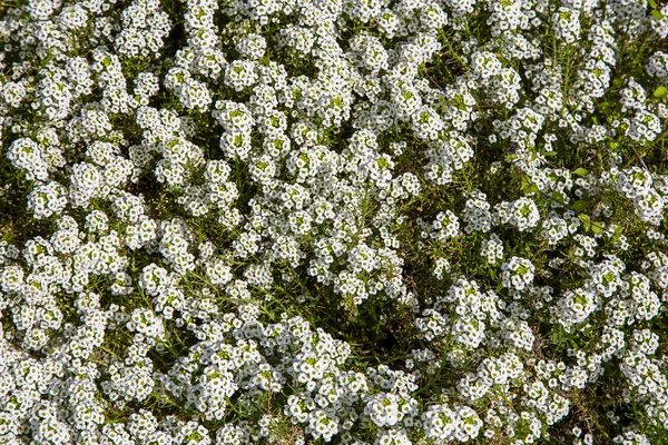 Birçok Küçük Beyaz Çiçekler Yakın Alyssum Denizcilik Deniz Lobularia Veya — Stok fotoğraf