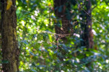 spieder ile tropik yağmur ormanı spiderweb