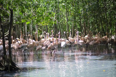 Güzel Flamingos bir tropikal ormanda üzerinde