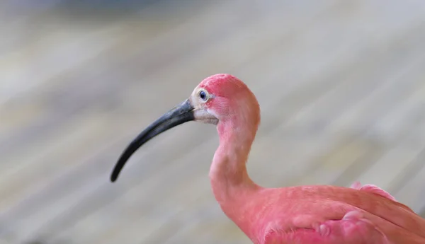 Розовая Птица Парке — стоковое фото