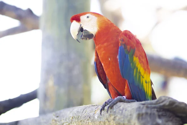 Hermoso Colorido Loro Guacamayo Tropical Pájaro Naturaleza Fondo — Foto de Stock