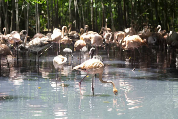 Güzel Flamingos Bir Tropikal Ormanda Üzerinde — Stok fotoğraf