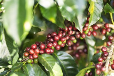 kahve bitki. kahve ağacı dalı üzerine Kızıl kahve çekirdekleri