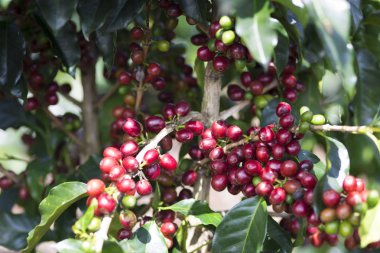 kahve bitki. kahve ağacı dalı üzerine Kızıl kahve çekirdekleri