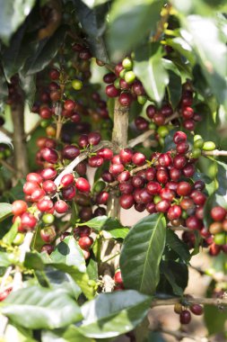 kahve bitki. kahve ağacı dalı üzerine Kızıl kahve çekirdekleri