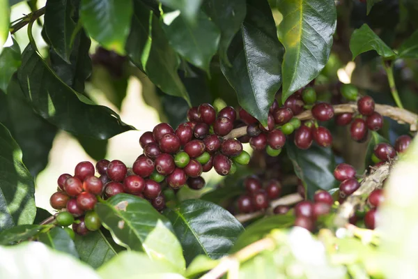 kahve bitki. kahve ağacı dalı üzerine Kızıl kahve çekirdekleri