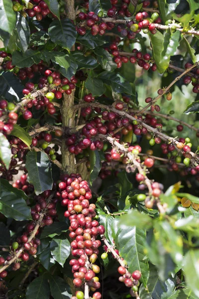 Planta Café Granos Rojos Café Una Rama Árbol Café — Foto de Stock