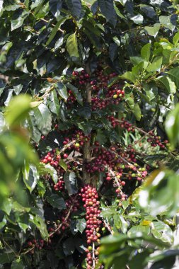 kahve bitki. kahve ağacı dalı üzerine Kızıl kahve çekirdekleri