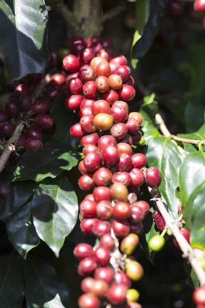 Kaffe Anläggning Röd Kaffebönor Gren Kaffe Träd — Stockfoto