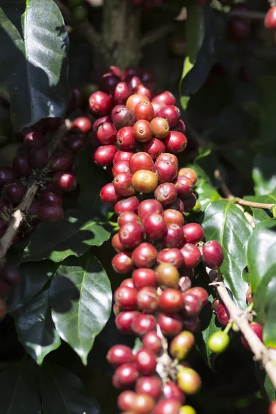 Kaffe Anläggning Röd Kaffebönor Gren Kaffe Träd — Stockfoto