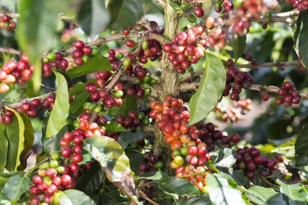 Kaffe Anläggning Röd Kaffebönor Gren Kaffe Träd — Stockfoto