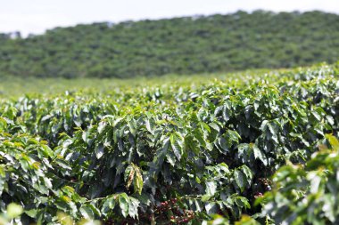 kahve bitki. kahve ağacı dalı üzerine Kızıl kahve çekirdekleri