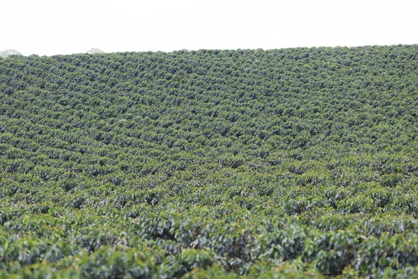 Organic Coffee Farm, Coffee Plantation In Colombia